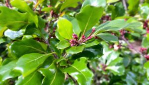 Sierhagen: deze Japanse hulst vervangt de zieke buxus en wordt nooit aangetast