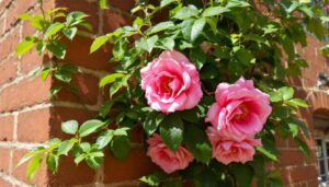 Klimroos langs de gevel: de snoei in maart bepaalt de bloemenpracht van juni tot september